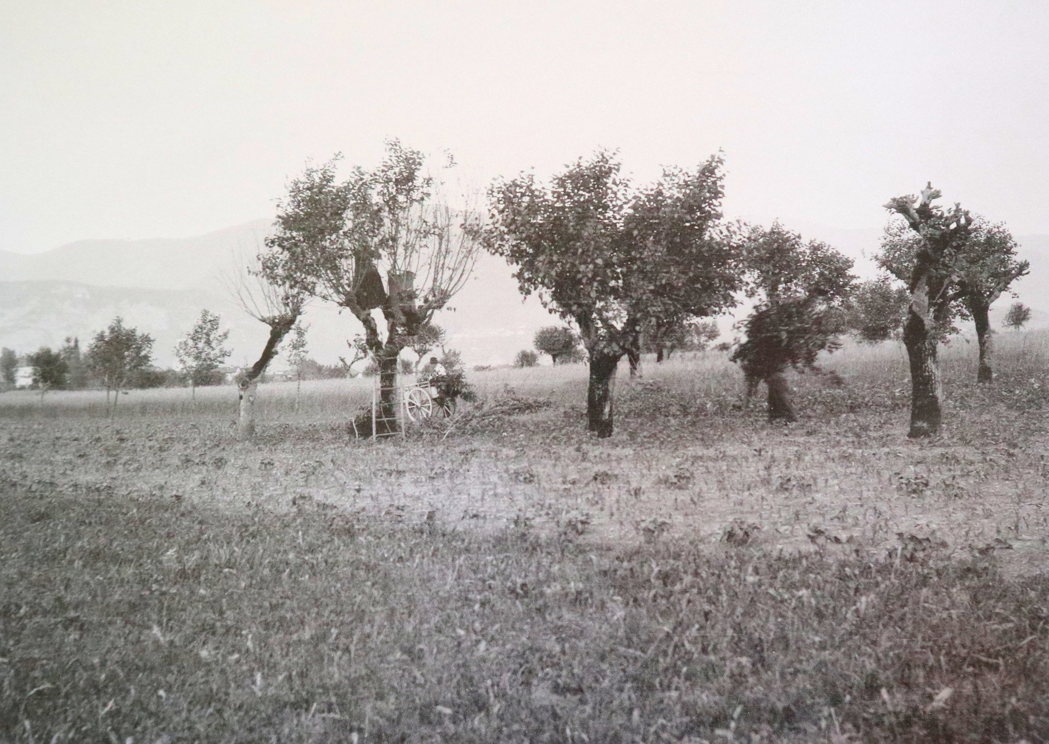 1920, I gelsi