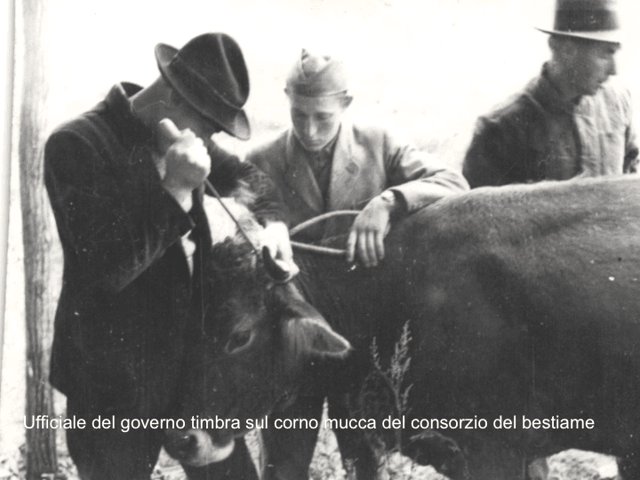 Anni 40-50 Il Veterinario