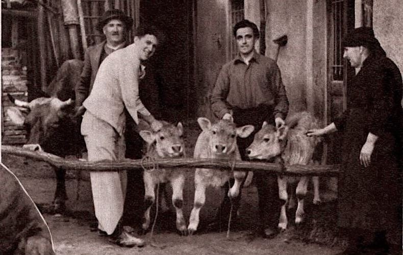 Anni 50 Nella Stalla del Bundi