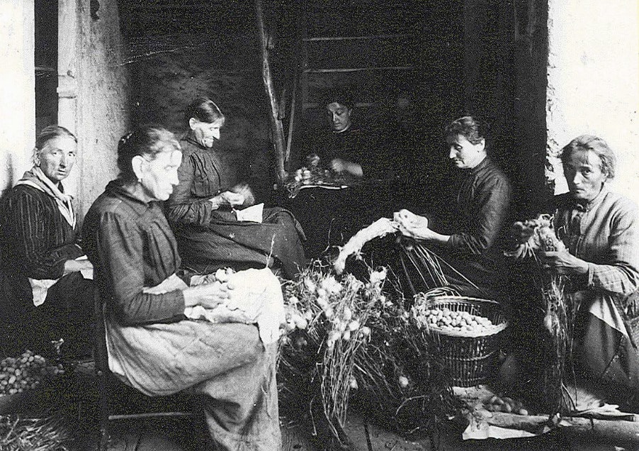1920, La sbozzolatura dei gelsi