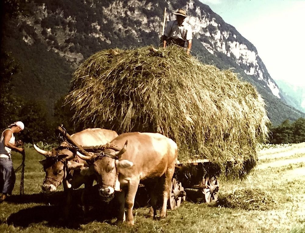 Anni 60, Il Fieno. L'ECO DEI BUOI NEI NOSTRI MODI DI DIRE... Fino agli anni '60, il lavoro nei campi dipendeva interamente dai buoi. Oggi i trattori hanno preso il loro posto, ma l'eredità di questi animali è rimasta viva nel nostro linguaggio di tutti i giorni. Lo dimostrano modi di dire popolarissimi come "mettere il carro davanti ai buoi", "chiudere la stalla quando i buoi sono scappati" o il classico "moglie e buoi dei paesi tuoi". I trattori hanno cambiato il lavoro, ma i buoi hanno ridisegnato il nostro modo di parlare. Segno che la tecnologia può sostituire la forza, ma non la storia.