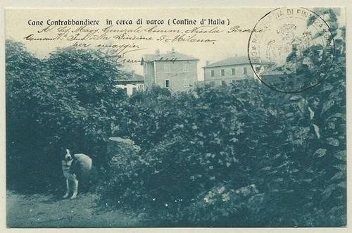 1890. Alla fine del XIX secolo, il confine italo-svizzero veniva attraversato da corrieri a quattro zampe spinti solo dal desiderio di una carezza? I contrabbandieri dell'epoca avevano architettato un metodo di addestramento psicologico tanto efficace quanto spietato. In Svizzera, persino nella zona del Gaggiolo, alcuni uomini travestiti da guardie di finanza maltrattavano i cani; in Italia, al contrario, gli stessi animali venivano accolti con cibo, amore e coccole. Il risultato di questa manipolazione? Caricati con fardelli dai 5 ai 10 chili, i cani scappavano a tutta velocità dal territorio svizzero per rientrare in Italia, schivando le pattuglie e correndo senza sosta verso il rifugio sicuro dei loro padroni