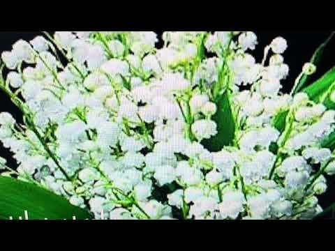 Anteprima di Testimonianza Sonora - Racconto di vita a Stabio 3