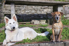 Alessandra Dogsitter