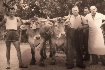 Anni 50, Guido Piazza, Franco Colombo (papà di Sergio Colombo, Coco) e il fratello…a un'esposizione bovina dove vengono esposti e giudicati animali come mucche, tori e vitelli per promuovere la qualità e le razze.