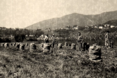 Anni 40 La Raccolta delle Patate