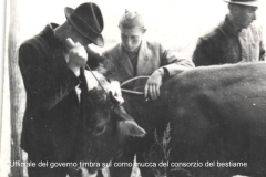 Anni 40-50 Il Veterinario