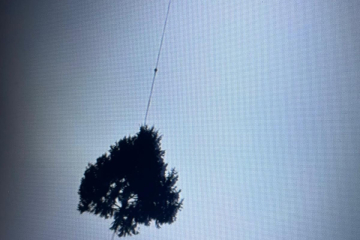 24.11.2025 Arriva l'Albero