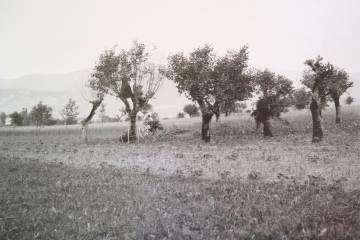 1920, I gelsi. A Stabio la bachicoltura, fino agli anni 20,  era un'attività economica molto importante per tante famiglie. Questo tipo di allevamento richiedeva un grande lavoro sia per la raccolta delle foglie di gelso che per il nutrimento e la pulizia dei bachi, lavoro in cui erano impegnate soprattutto le donne, ma anche bambini e anziani e che permetteva di realizzare un piccolo guadagno.  Un filanda fu fondata anche a Stabio nel 1903 e diede lavoro a un’ottantina di operaie fino alla sua chiusura nel 1932 a causa di malattie dei bachi e dei gelsi, della concorrenza asiatica e della nascita dei primi filati sintetici: alcune operaie trovarono poi un posto di lavoro nella camiceria Realini, ma la maggior parte, costituita da donne anziane e quindi nell’impossibilità di apprendere un altro mestiere, rimase senza lavoro.