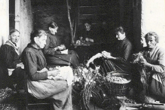 1920, La sbozzolatura dei gelsi. A Stabio la bachicoltura, fino agli anni 20,  era un'attività economica molto importante per tante famiglie. Questo tipo di allevamento richiedeva un grande lavoro sia per la raccolta delle foglie di gelso che per il nutrimento e la pulizia dei bachi, lavoro in cui erano impegnate soprattutto le donne, ma anche bambini e anziani e che permetteva di realizzare un piccolo guadagno.  Un filanda fu fondata anche a Stabio nel 1903 e diede lavoro a un’ottantina di operaie fino alla sua chiusura nel 1932 a causa di malattie dei bachi e dei gelsi, della concorrenza asiatica e della nascita dei primi filati sintetici: alcune operaie trovarono poi un posto di lavoro nella camiceria Realini, ma la maggior parte, costituita da donne anziane e quindi nell’impossibilità di apprendere un altro