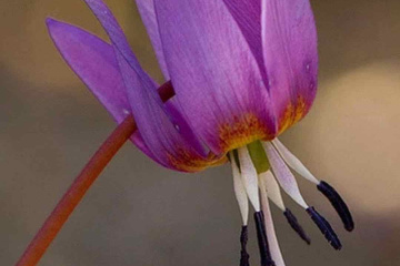 2026 Il Dente di Cane Cresce solo a Stabio